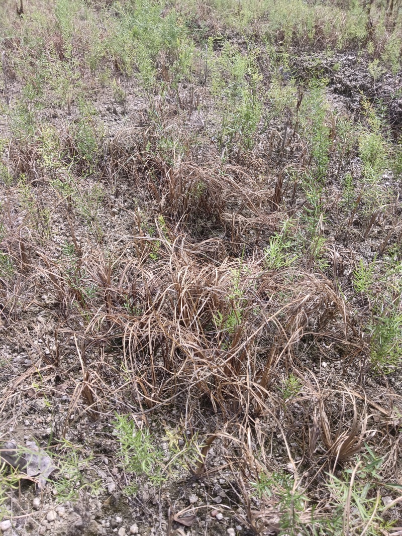 天门冬苗后除草剂禾阔双除尖叶草阔叶圆叶天冬除草剂单剂量大
