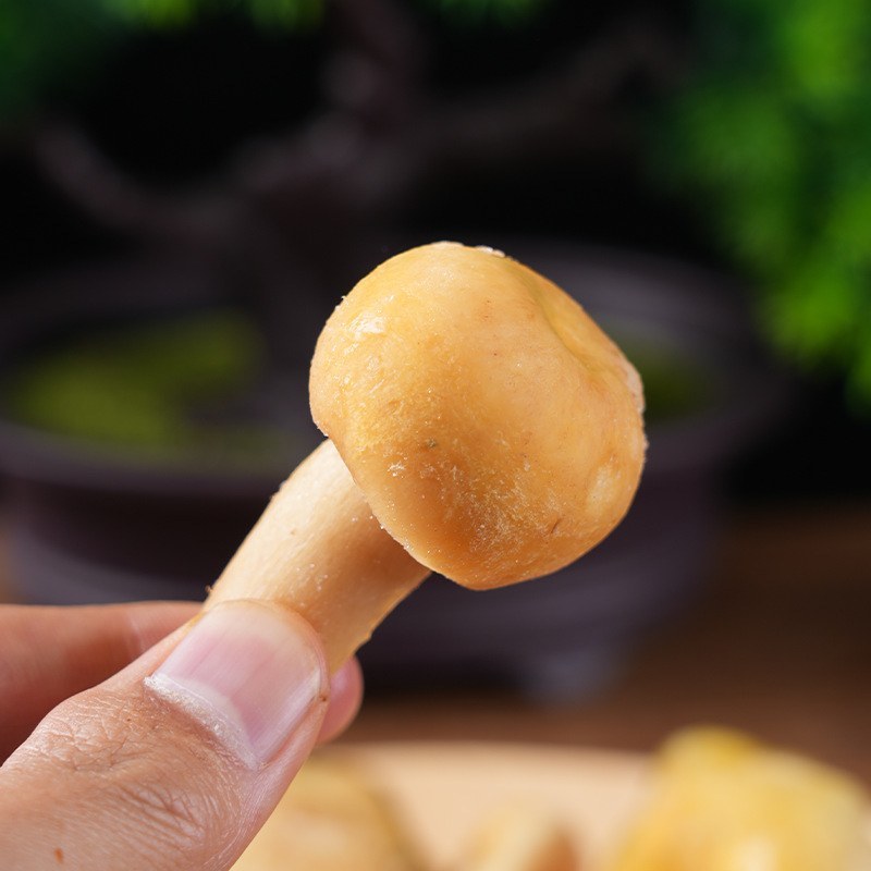速冻青头菌云南特产源头基地供货可食用新鲜食材火锅炒菜菌香