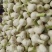 新鲜大蒜，保质保量，量大价优，欢迎各位老板咨询