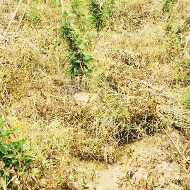 百部苗后除草剂单剂