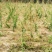 百部苗后除草剂单剂