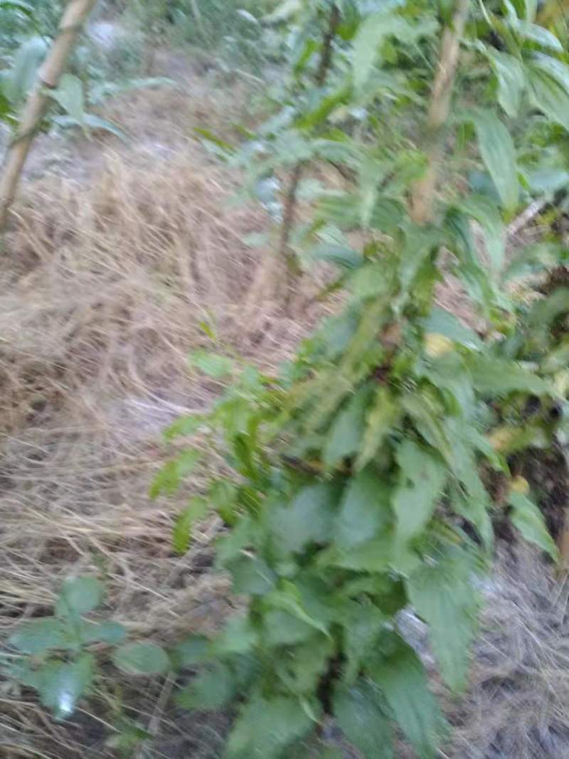 百部苗后除草剂单剂