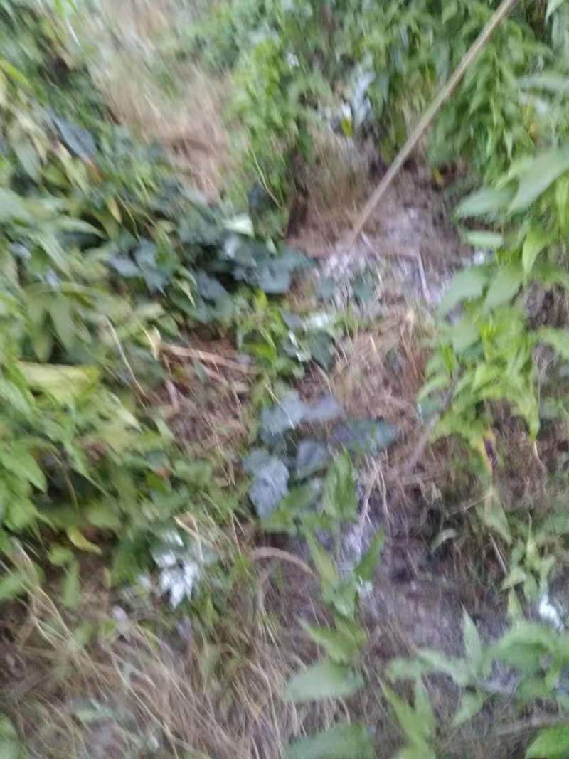 百部苗后除草剂单剂