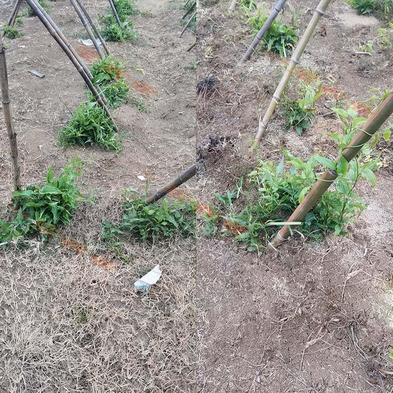 百部苗后除草剂单剂