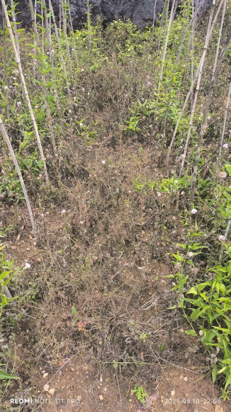 百部苗后除草剂单剂