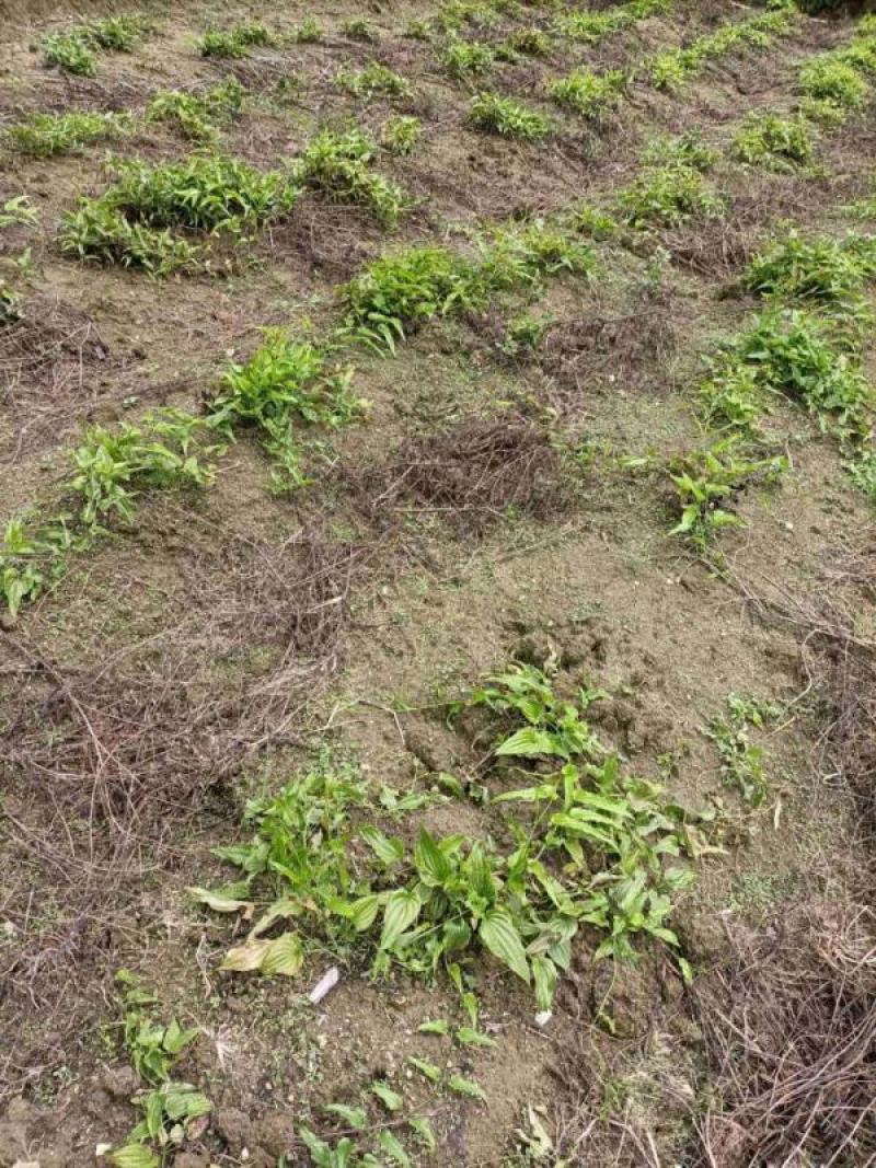 百部苗后除草剂单剂