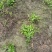 百部苗后除草剂单剂
