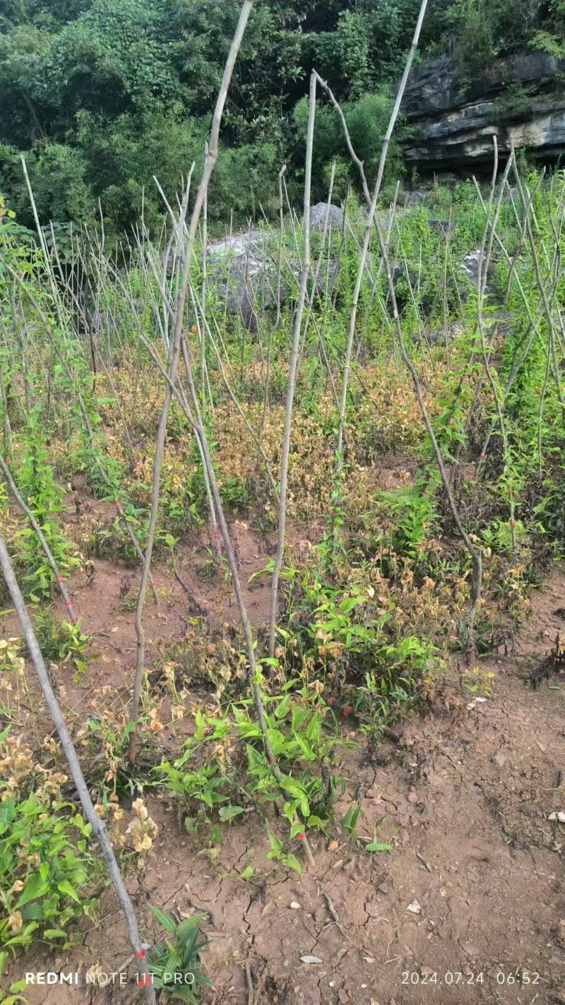 百部苗后除草剂单剂