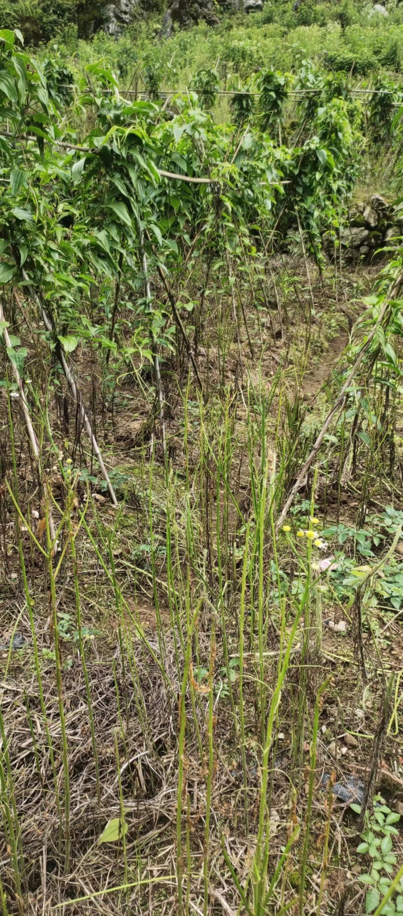 百部苗后除草剂单剂