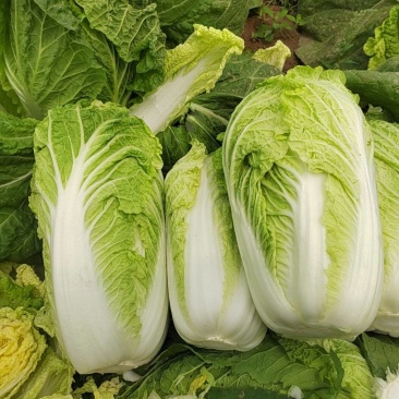 精品娃娃菜大量上市品质好价格低
