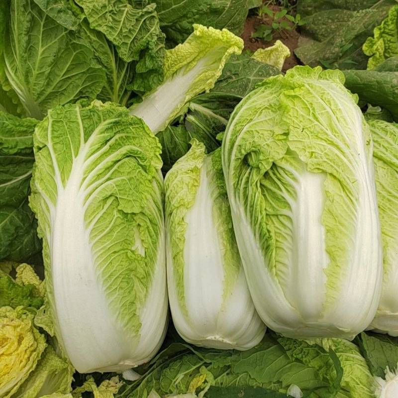 精品娃娃菜大量上市品质好价格低