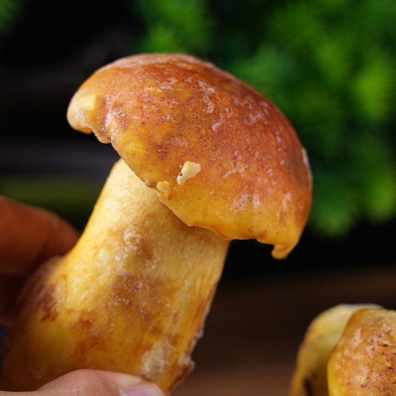 云南特产冷冻野生白牛肝菌蘑菇火锅炒菜食用菌白葱菌煲汤批发