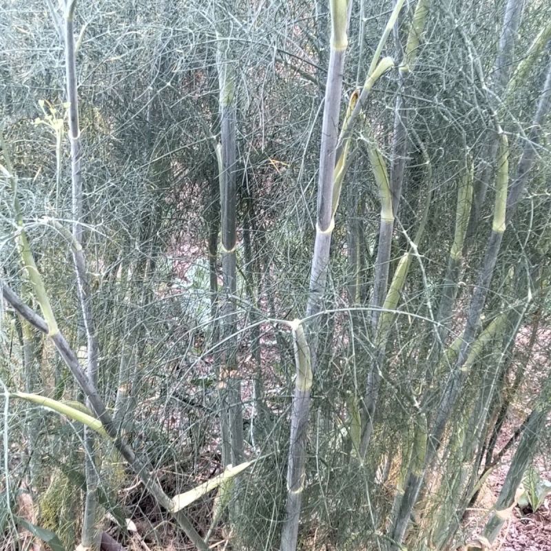 根茎类