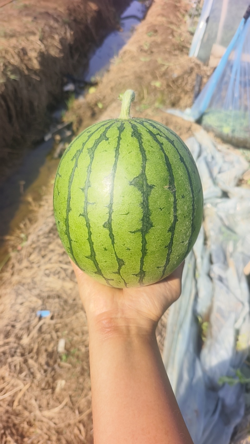 大棚西瓜家秀6号口口脆小西瓜价格随行就市按需求分拣打包