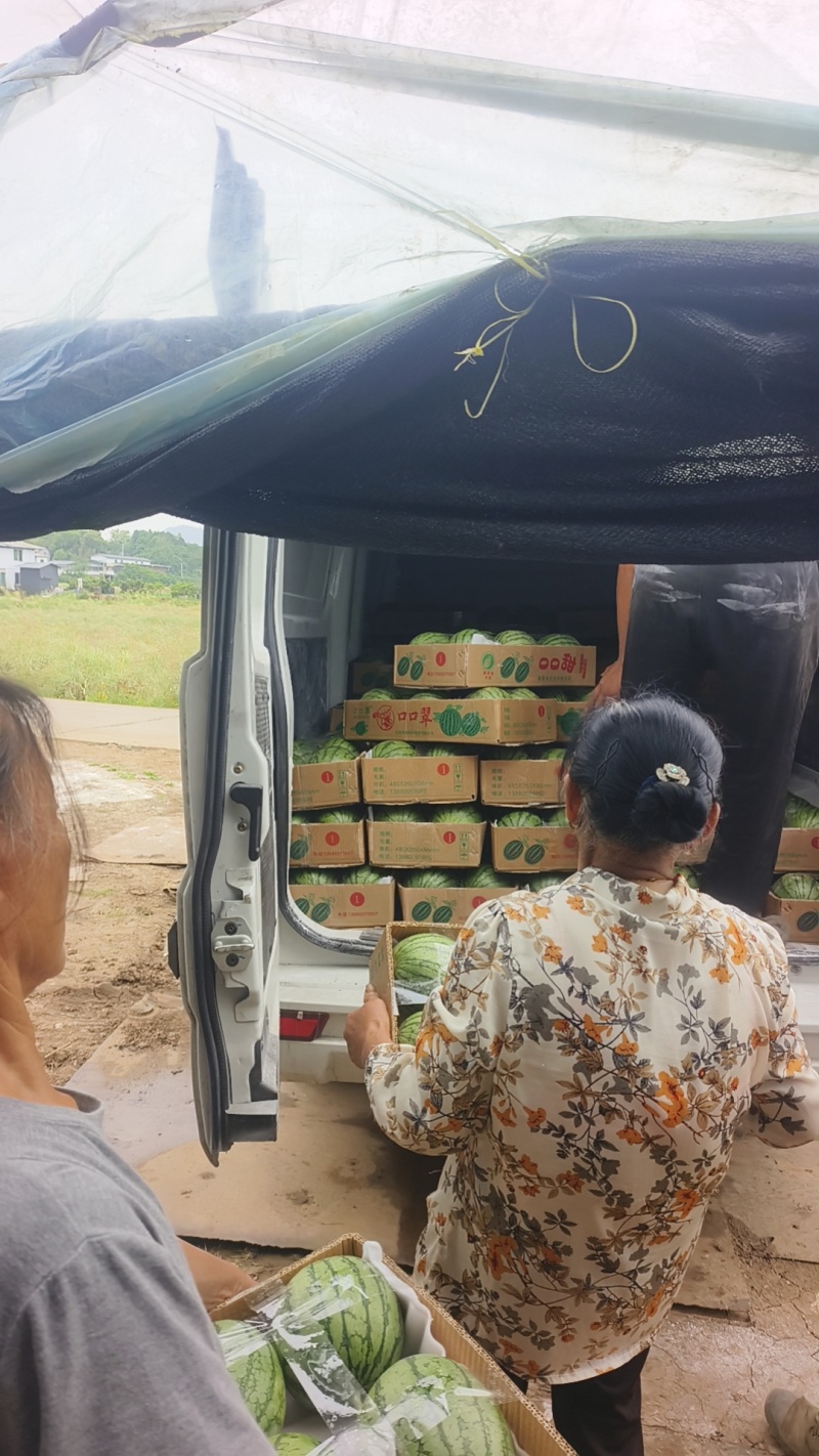 大棚西瓜家秀6号口口脆小西瓜价格随行就市按需求分拣打包