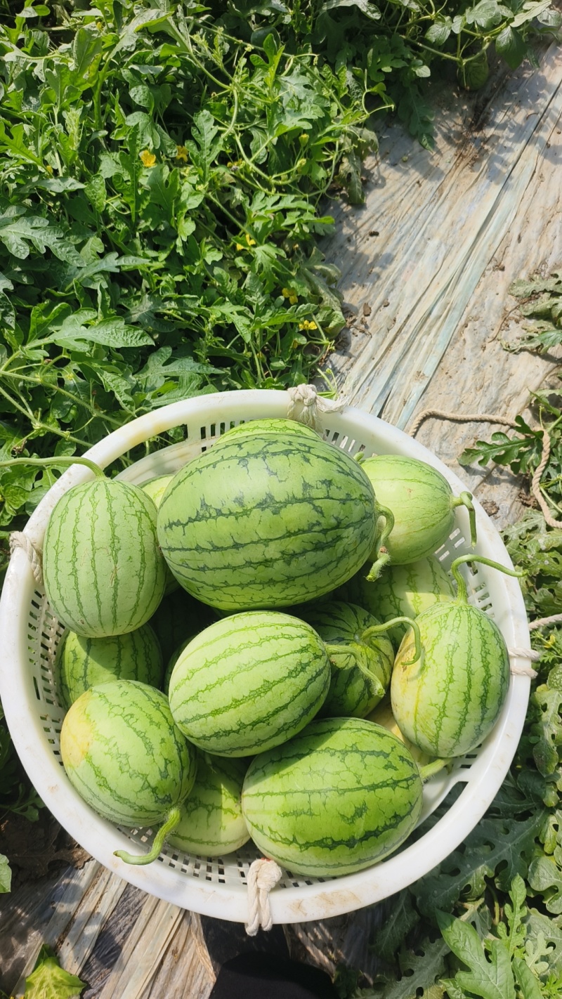 大棚西瓜家秀6号口口脆小西瓜价格随行就市按需求分拣打包
