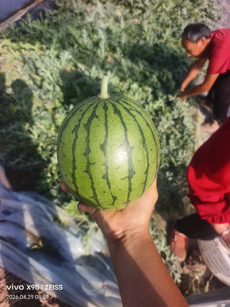 大棚西瓜家秀6号口口脆小西瓜价格随行就市按需求分拣打包