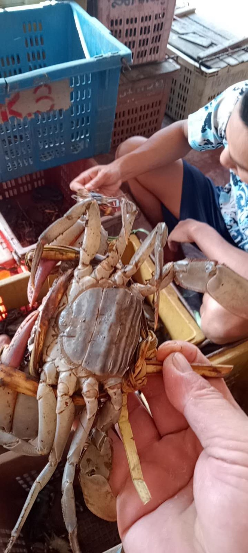 缅甸青蟹昆明直批，每天价格变动