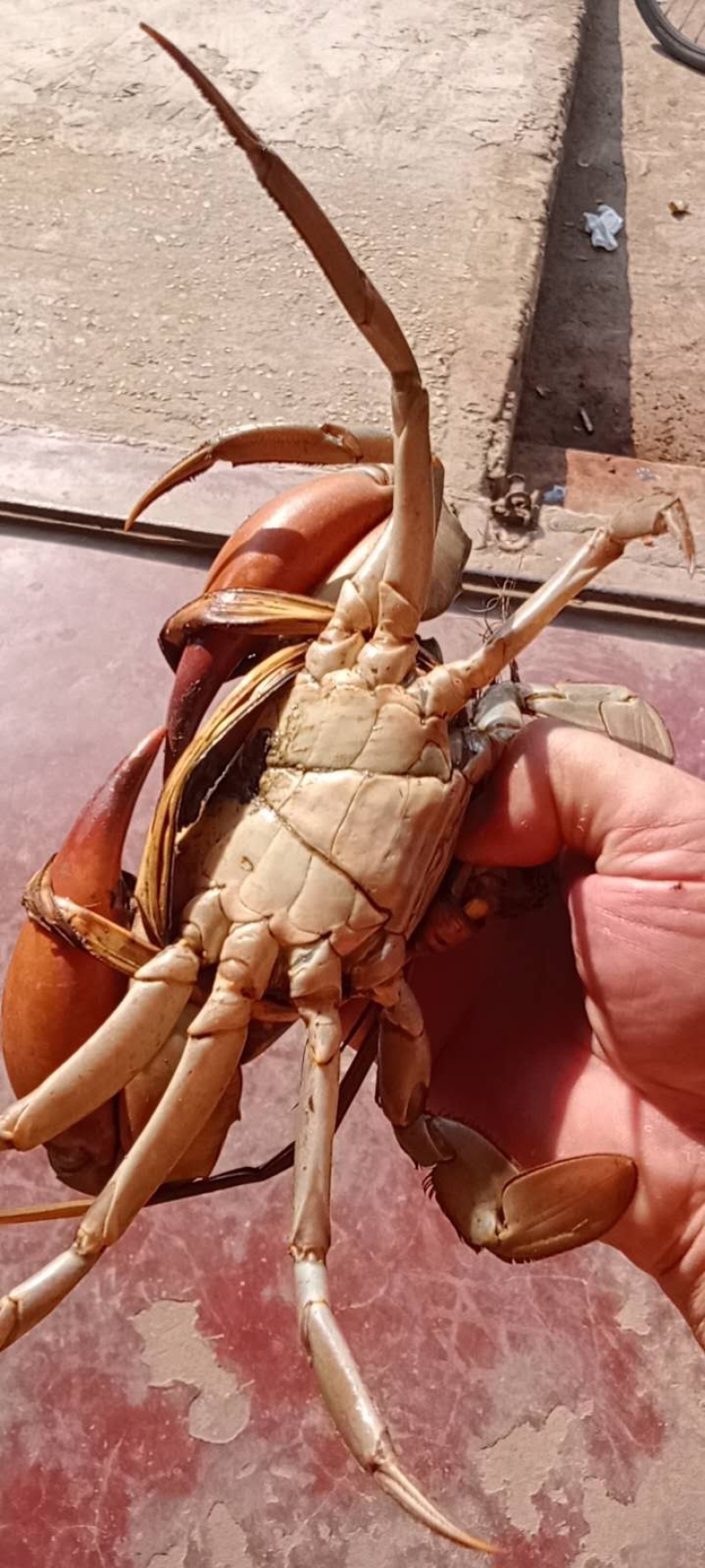 缅甸青蟹昆明直批，每天价格变动