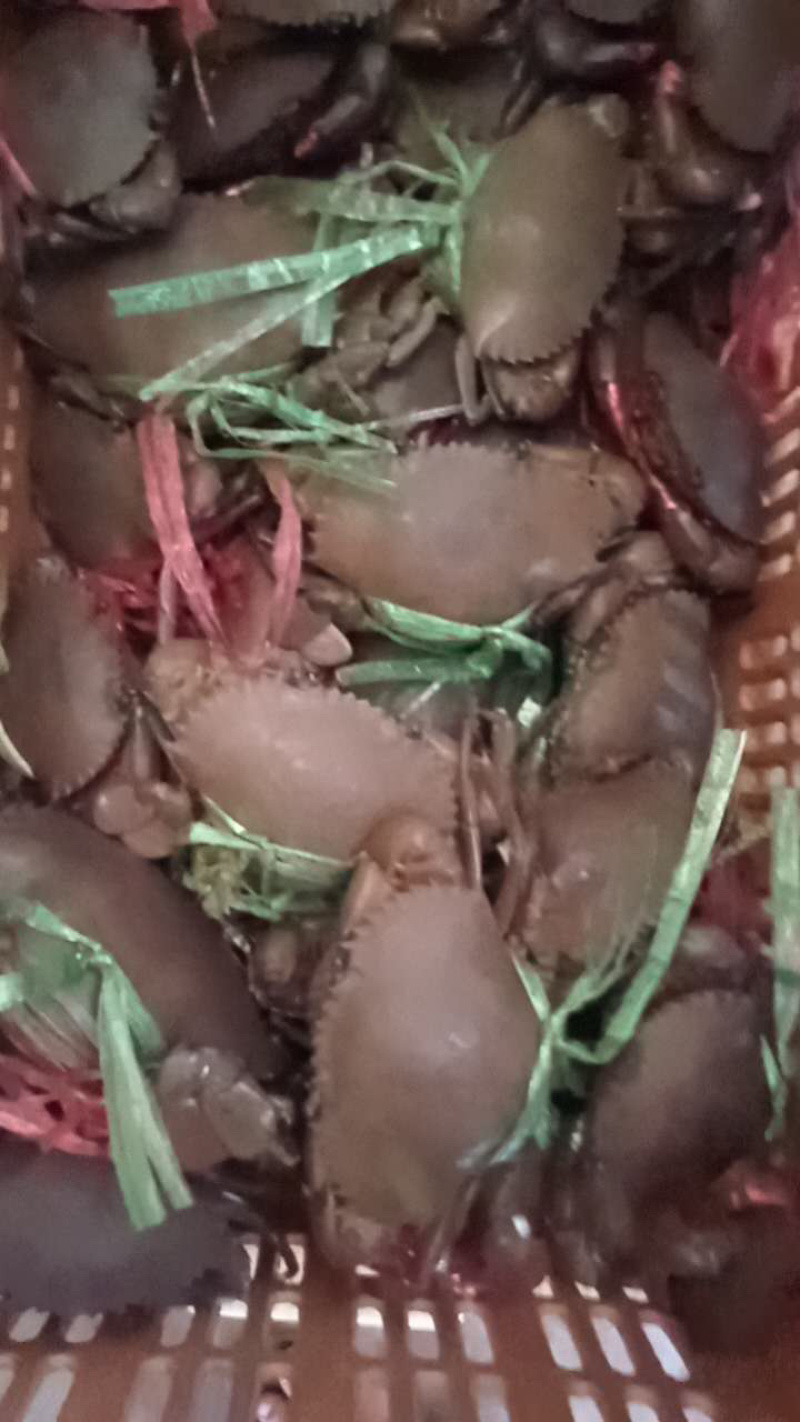 缅甸青蟹昆明直批，每天价格变动