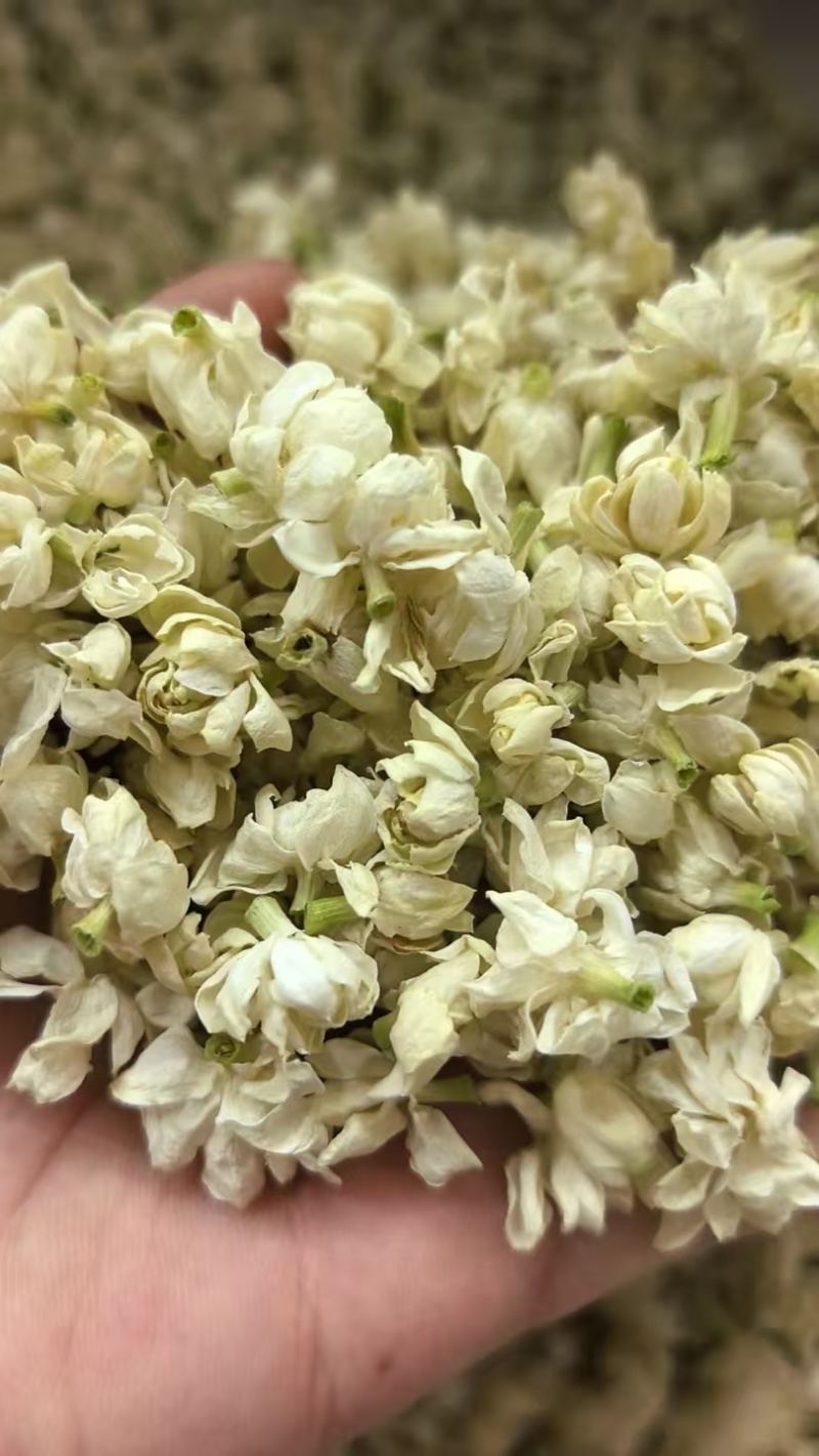 茉莉花雪球