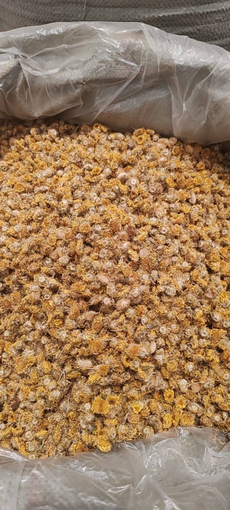 一手货源旋覆花，药厂货，饮片货