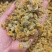 一手货源旋覆花，药厂货，饮片货