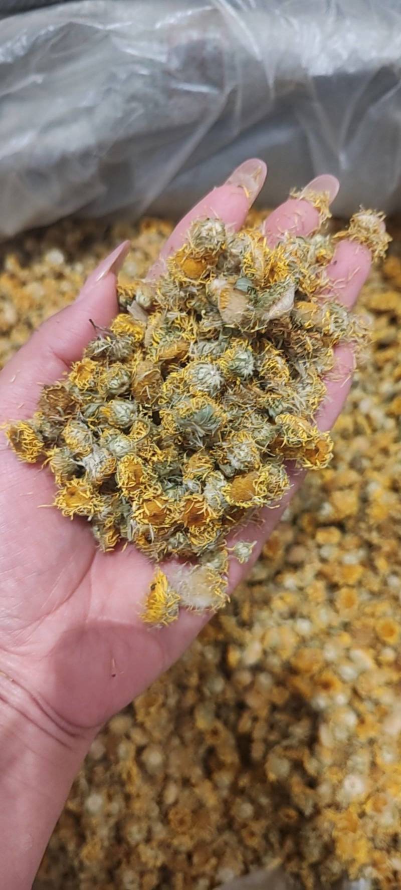 一手货源旋覆花，药厂货，饮片货