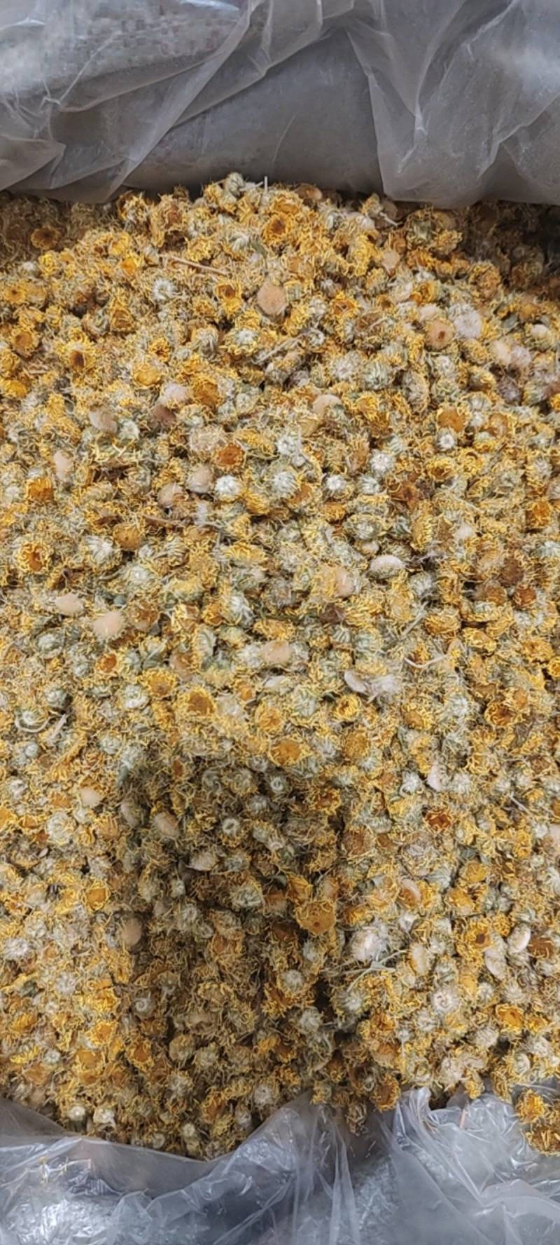 一手货源旋覆花，药厂货，饮片货