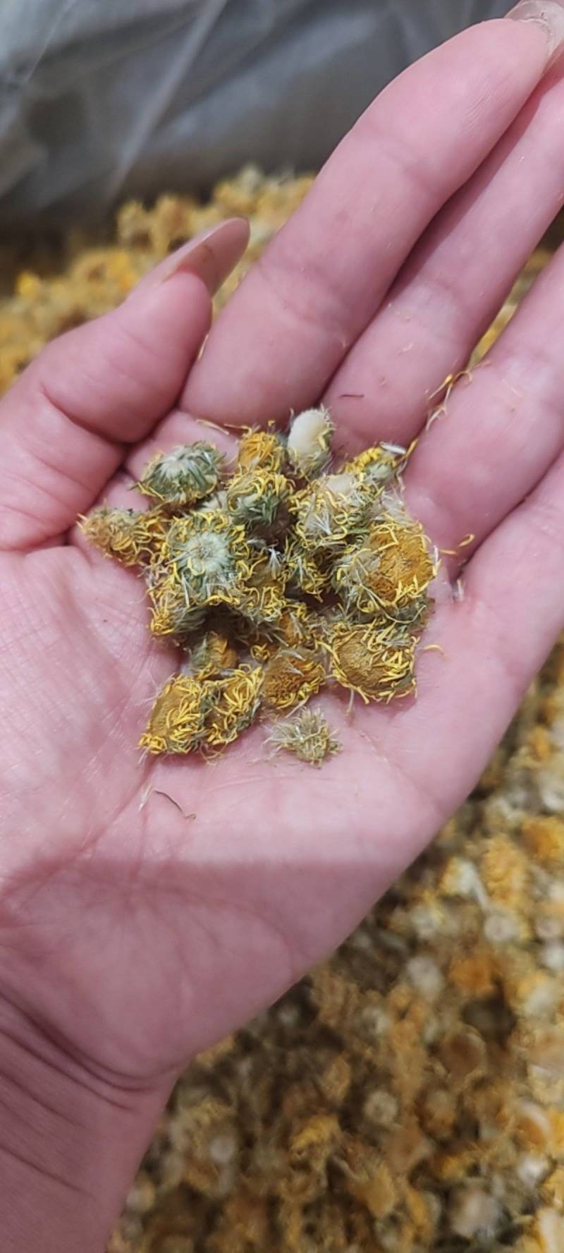 一手货源旋覆花，药厂货，饮片货
