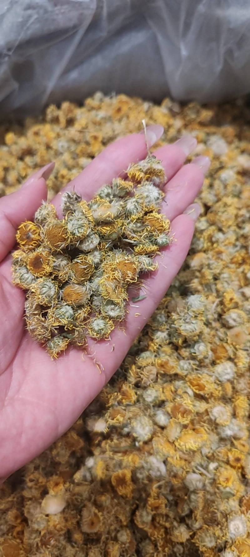 一手货源旋覆花，药厂货，饮片货