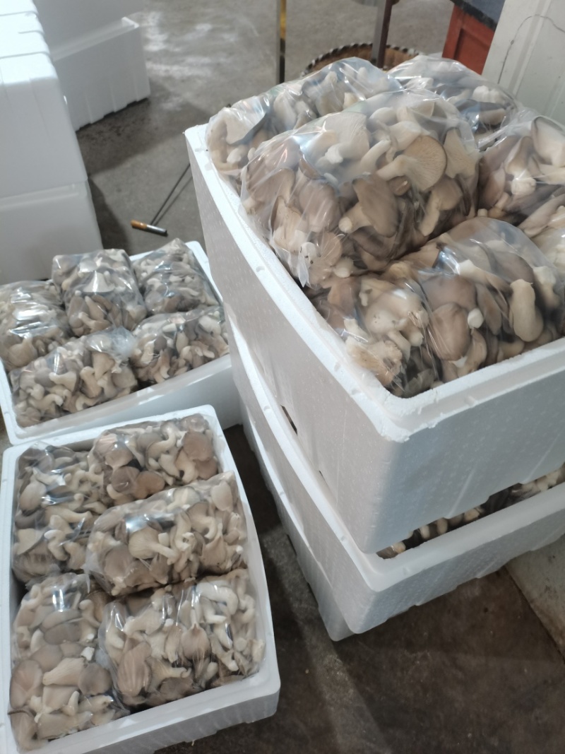 新鲜平菇