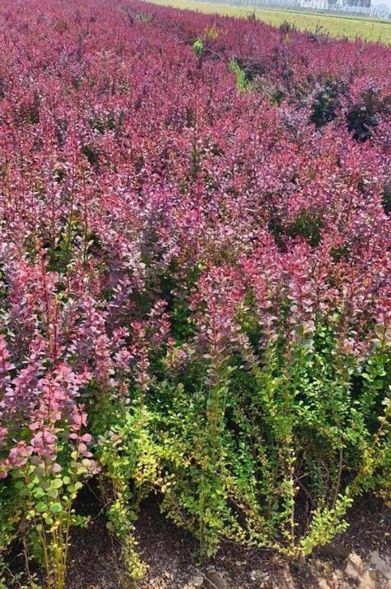 基地大量现货供应红叶小檗，红叶小檗球产地直发价格优