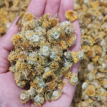 一手货源旋覆花，药厂货，饮片货