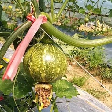 小南瓜吊瓜