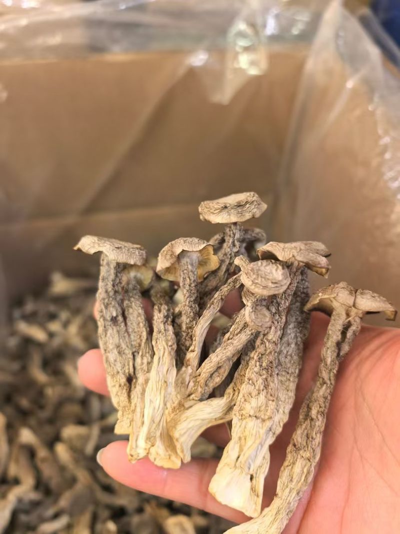 鹿茸菇干货批发特价大量到货价格美丽质量好批发零售