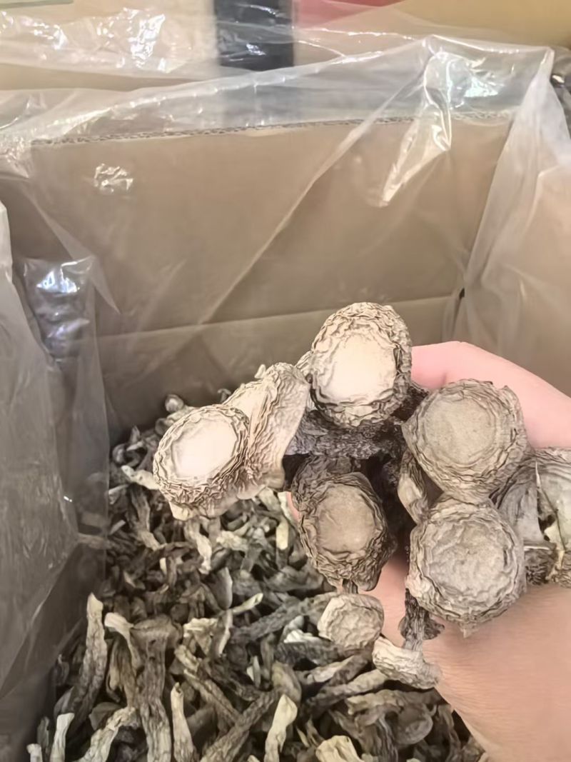 鹿茸菇干货批发特价大量到货价格美丽质量好批发零售