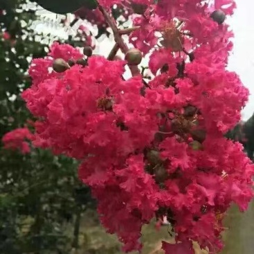 江苏丛生美国紫薇规格齐全2-10公分
