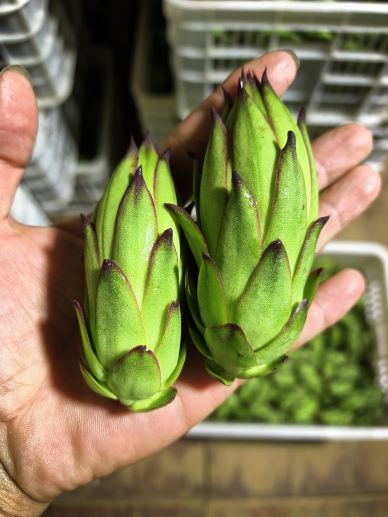 精品霸王花常年供货现在大量有货产地直发现采现发精挑细选