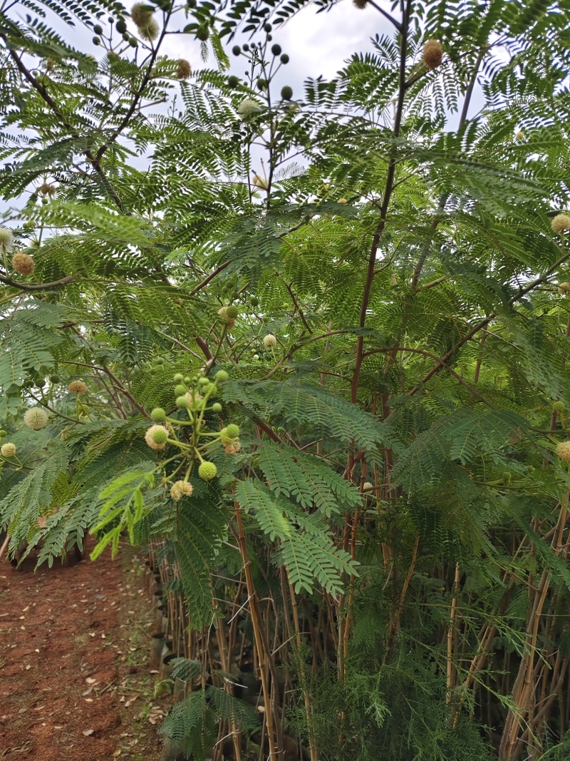 银合欢，地径1.5-2分，高1.5米，，可开三证一