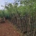 银合欢，地径1.5-2分，高1.5米，，可开三证一
