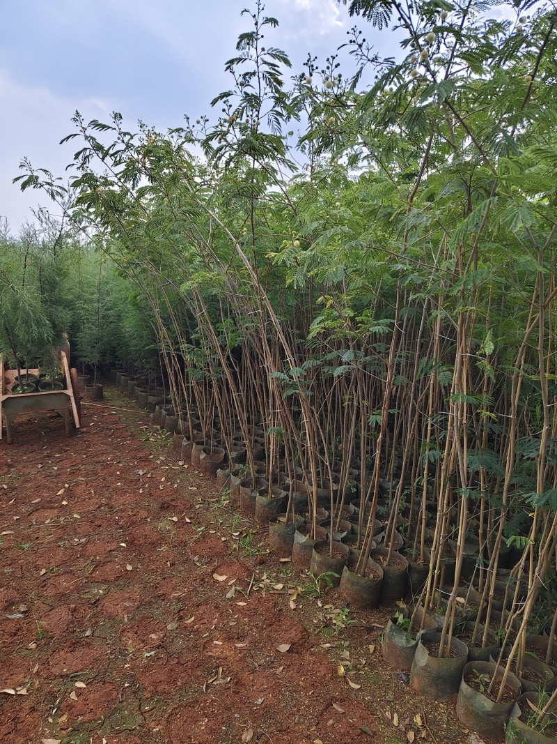 银合欢，地径1.5-2分，高1.5米，，可开三证一