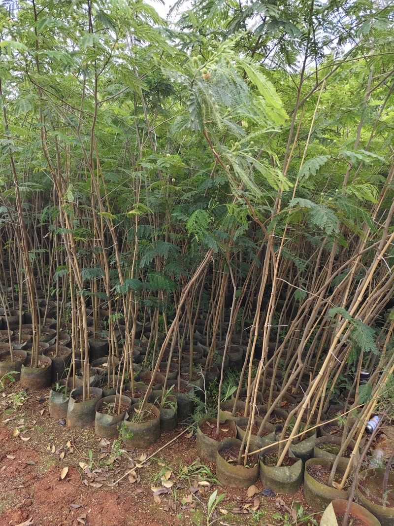 银合欢，地径1.5-2分，高1.5米，，可开三证一