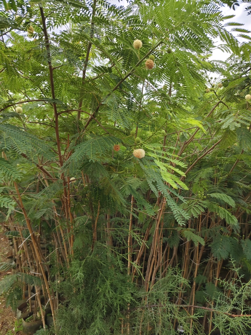 银合欢，地径1.5-2分，高1.5米，，可开三证一