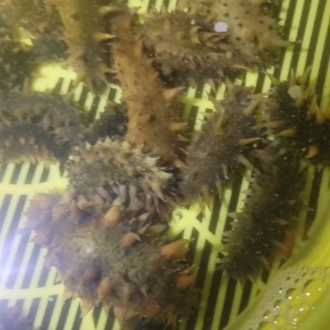 河北大清河海参苗