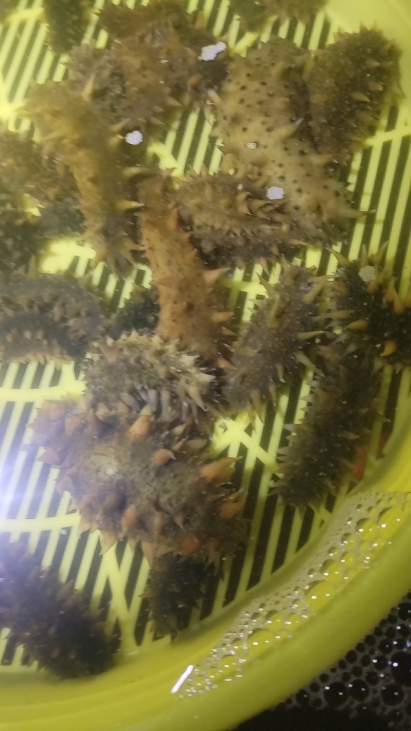 河北大清河海参苗