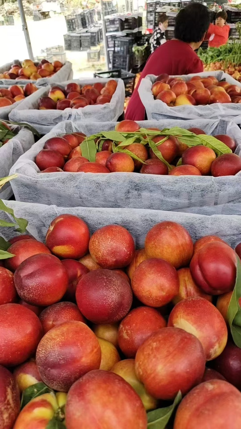 湖北桃子新鲜上市价格美丽对接全国量大从优欢迎询价热卖