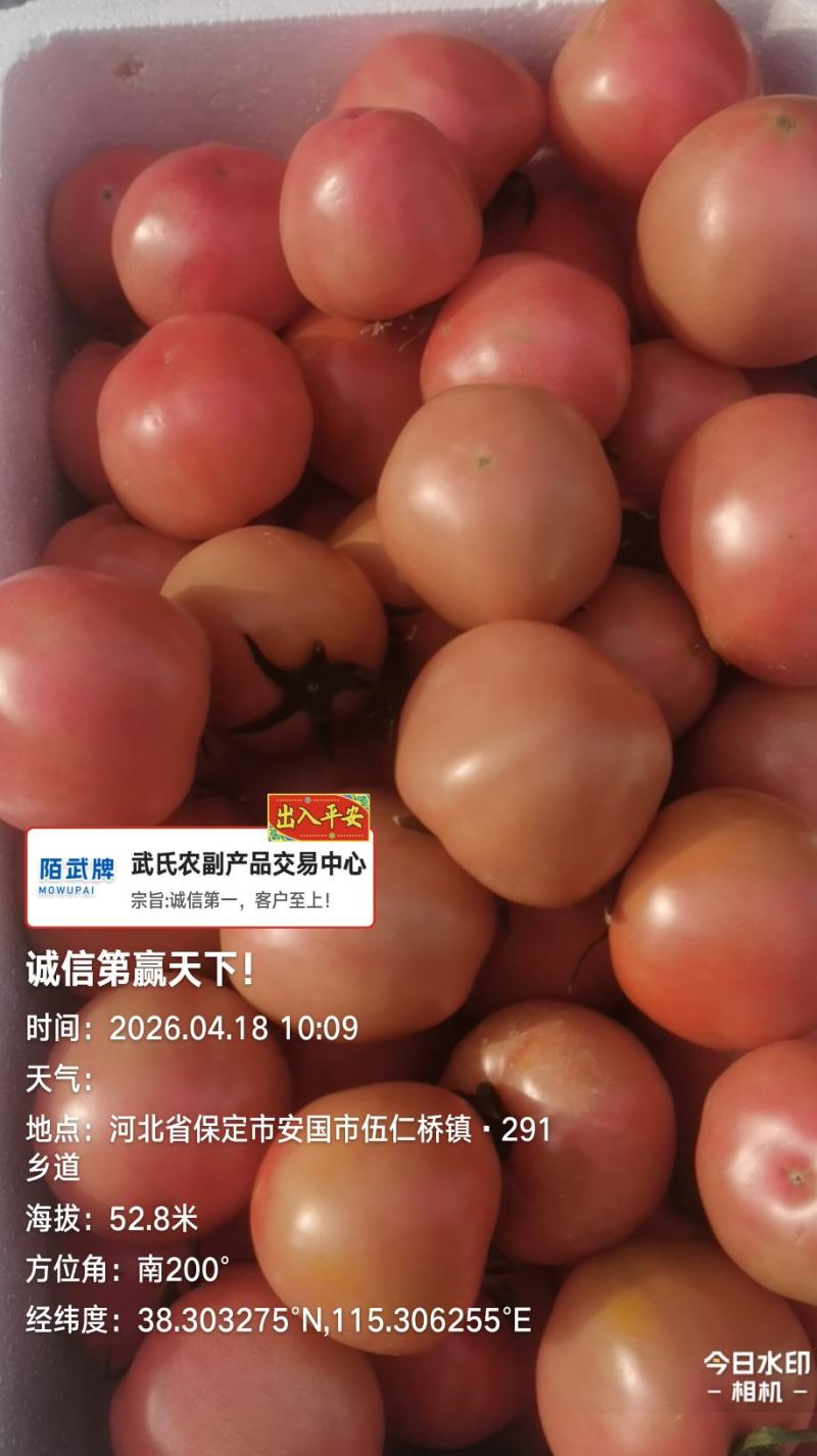 沙瓢西红柿