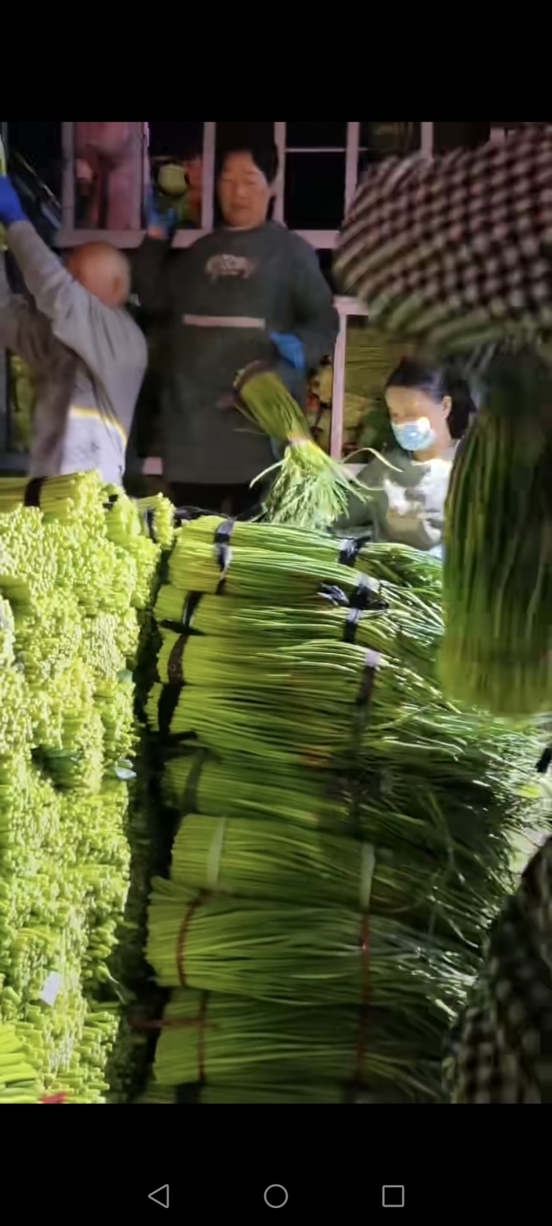 红帽蒜苔，精品蒜薹，大量新鲜现货速发欢迎选购