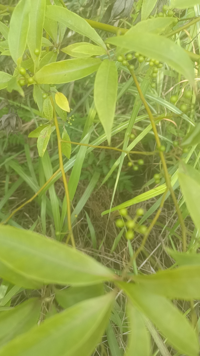 广西木姜子辣椒酱新鲜木姜子山苍籽现摘现发